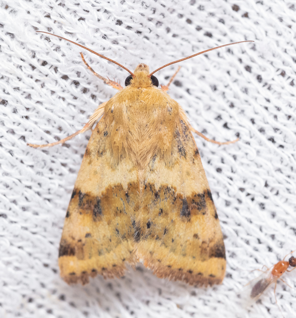 Heliothis viriplaca - mácsonyabagoly