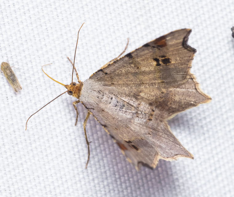 Macaria alternata - közönséges szürkearaszoló