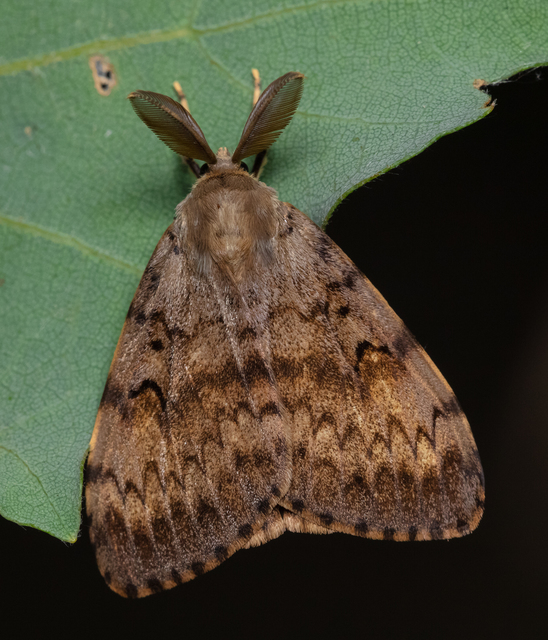Lymantria dispar - gyapjaslepke
