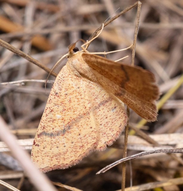 Cyclophora ruficiliaria - vörösrojtú pettyesaraszoló