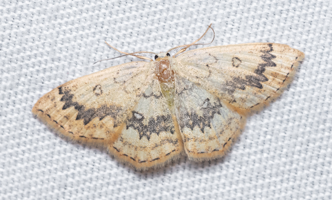 Cyclophora annularia - gyűrűs pettyesaraszoló
