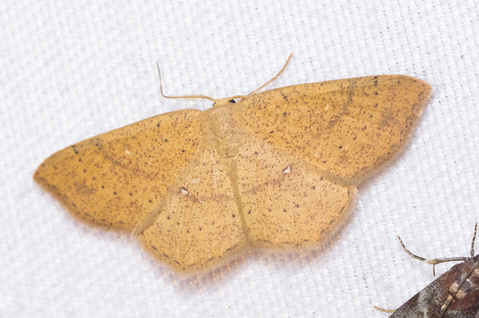 Cyclophora ruficiliaria - vörösrojtú pettyesaraszoló