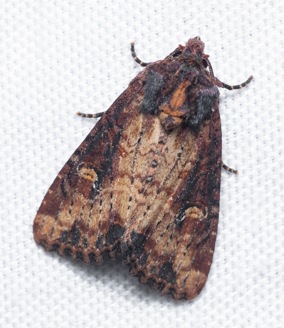 Mesapamea secalella/secalis