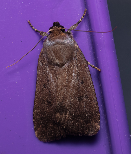 Amphipyra tragopoginis - bakszakállbagoly