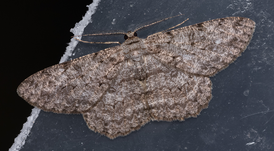 Hypomecis punctinalis - pettyes faaraszoló