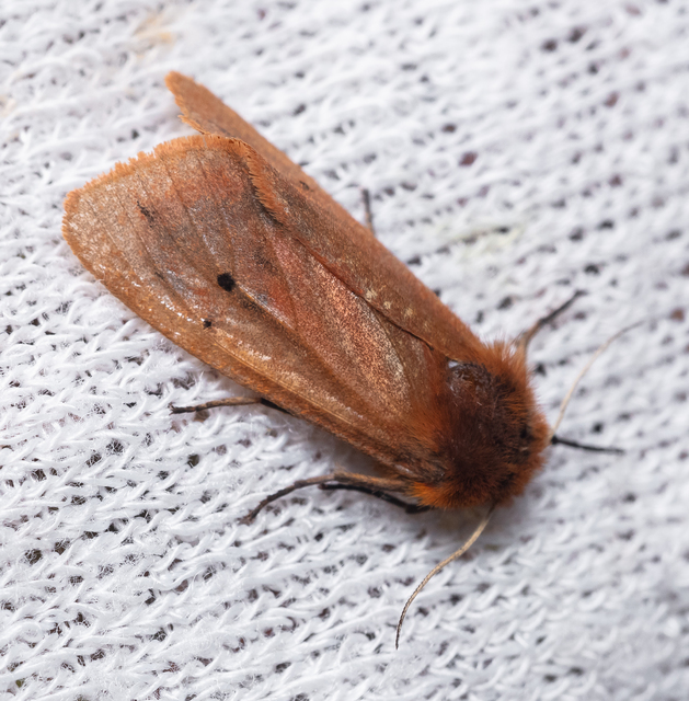 Phragmatobia fuliginosa - füstös medvelepke
