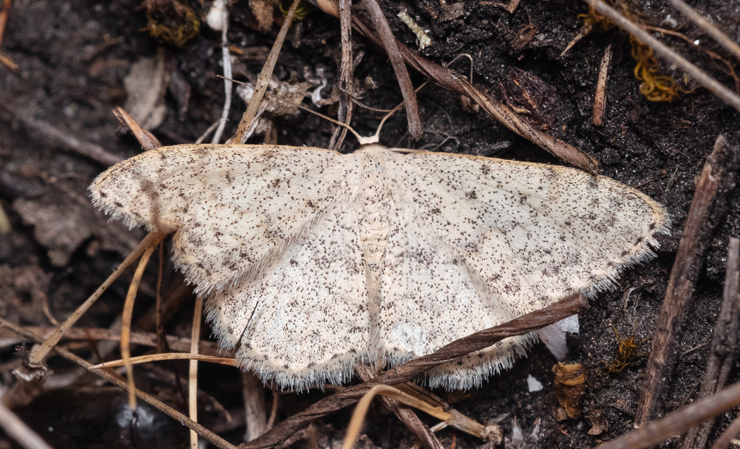 Scopula marginepunctata - pettyes sávosaraszoló