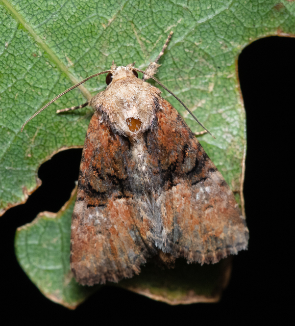 Mesoligia furuncula - kétszínű dudvabagoly