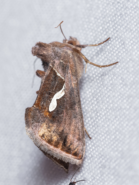 Macdunnoughia confusa - cseppfoltos ezüstbagoly