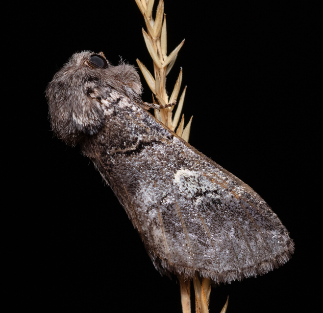 Drymonia querna - tölgyfa-púposszövő