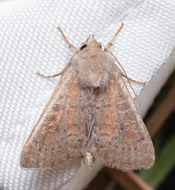 Parastichtis suspecta - sötét erdeibagoly