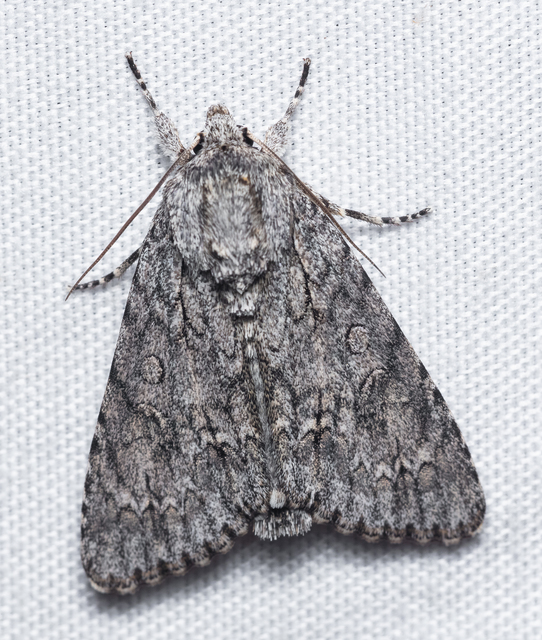 Acronicta aceris - vadgesztenye-szigonyosbagoly
