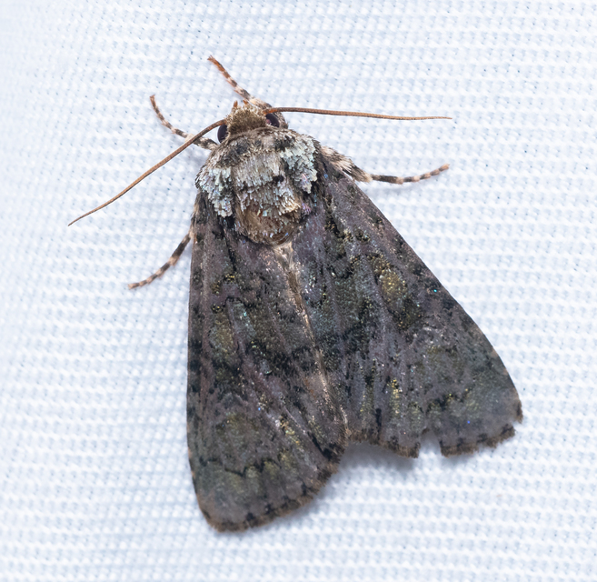 Craniophora ligustri - fagyalbagoly