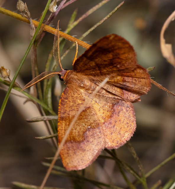 Plagodis pulveraria - szemcsés araszoló