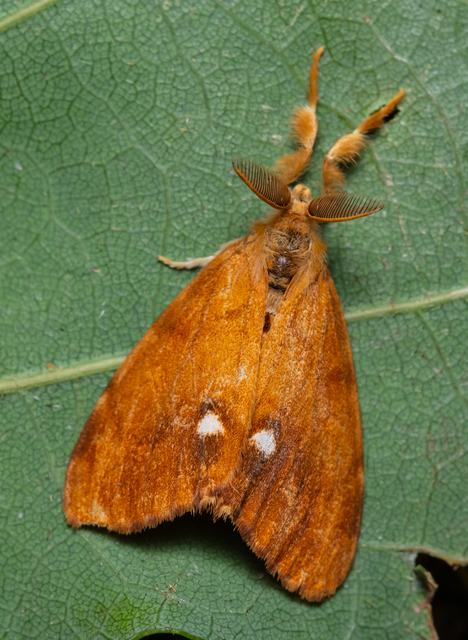 Orgyia antiqua - rozsdabarna kisszövő