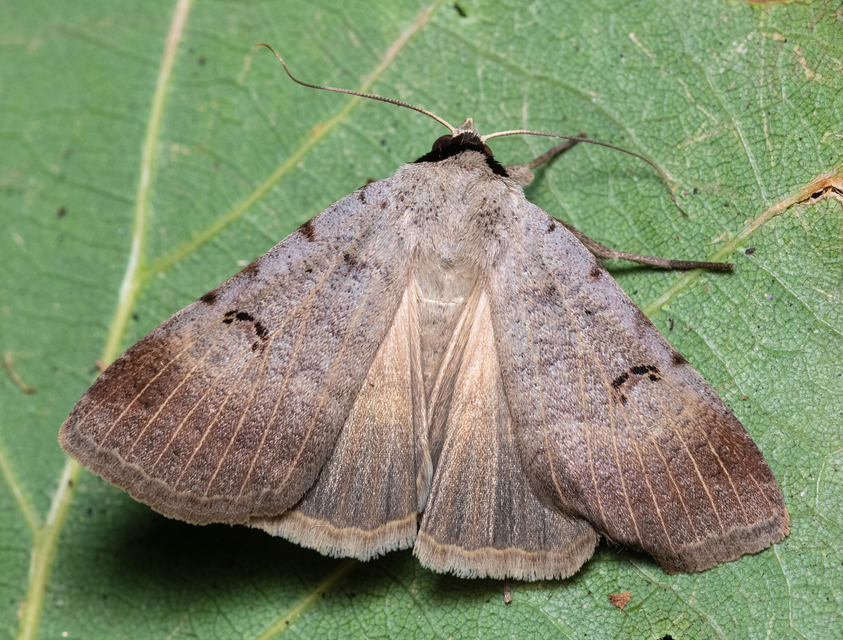 Lygephila craccae - gyakori csüdfűbagoly