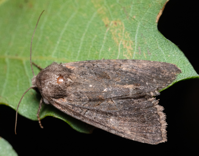 Lacanobia amurensis - homoki kertibagoly