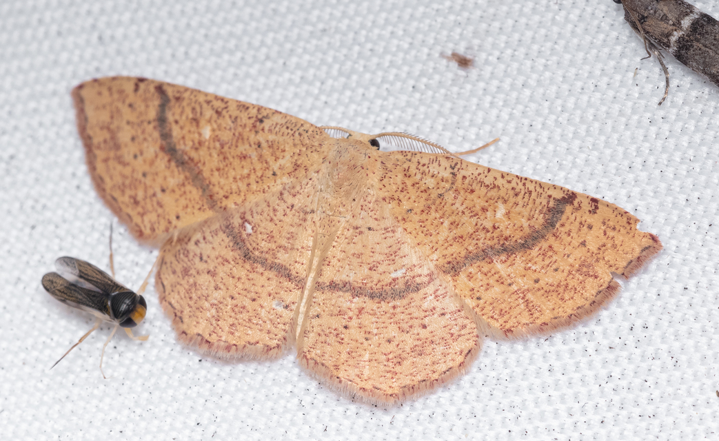 Cyclophora ruficiliaria - vörösrojtú pettyesaraszoló
