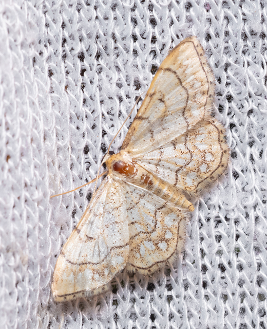 Idaea moniliata - gyöngyös apróaraszoló