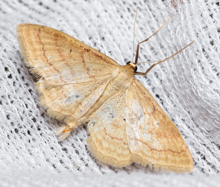 Idaea rufaria - vörhenyes sávosaraszoló