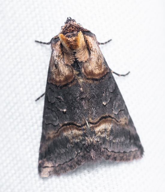 Abrostola asclepiadis - barnaövű csalánbagoly
