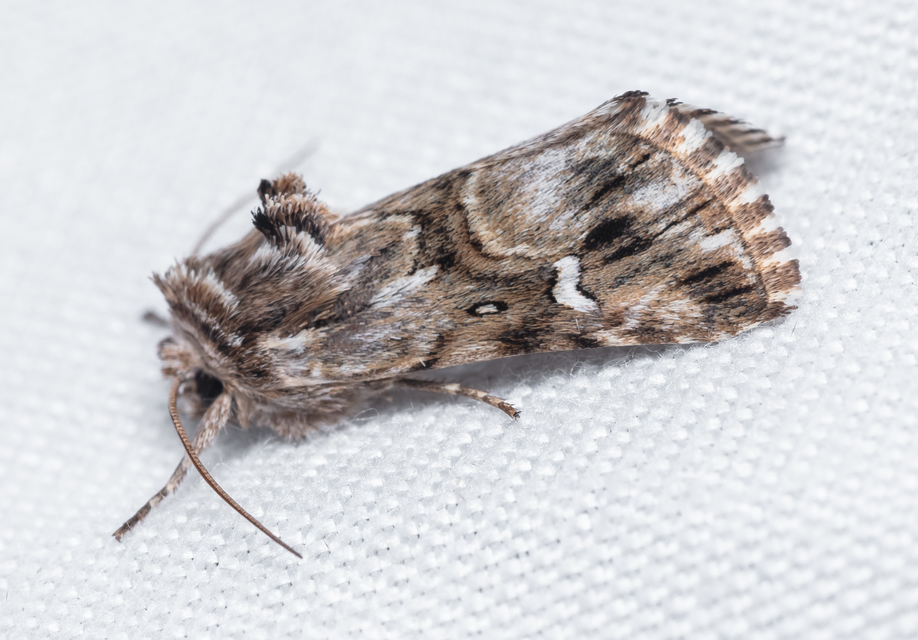 Calophasia lunula - gyújtoványfű-apróbagoly
