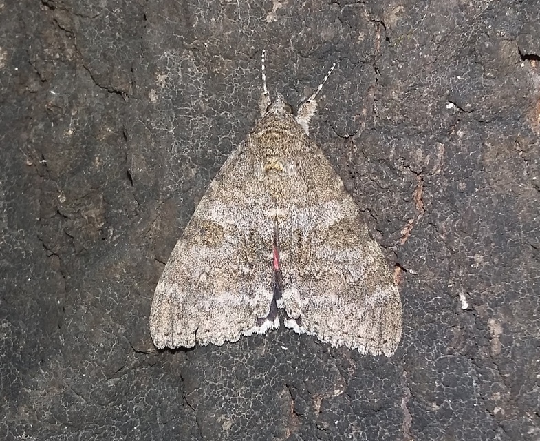 Catocala nupta - piros övesbagoly