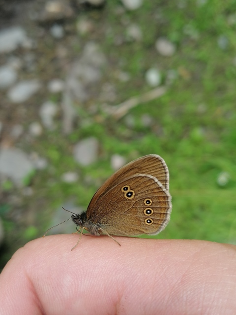 Aphantopus hyperanthus - közönséges ökörszemlepke