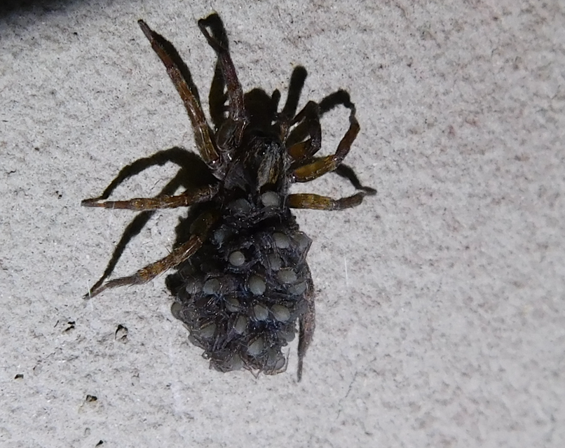 Trochosa