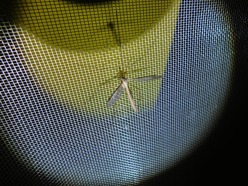 Tipula