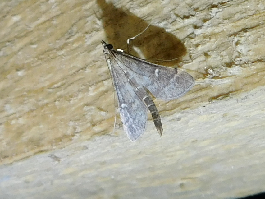 Dolicharthria punctalis - hosszúlábú tűzmoly