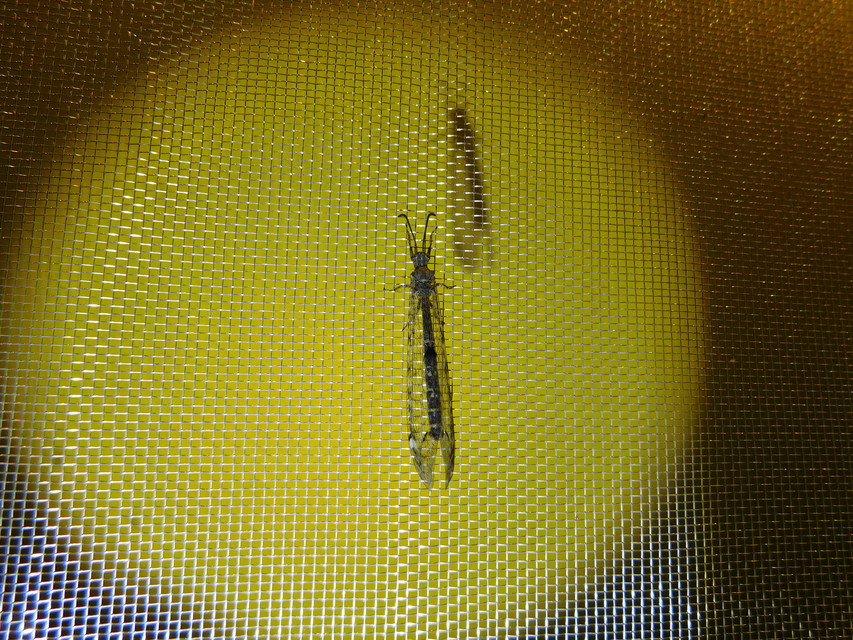 Distoleon tetragrammicus - négyfoltos hangyaleső