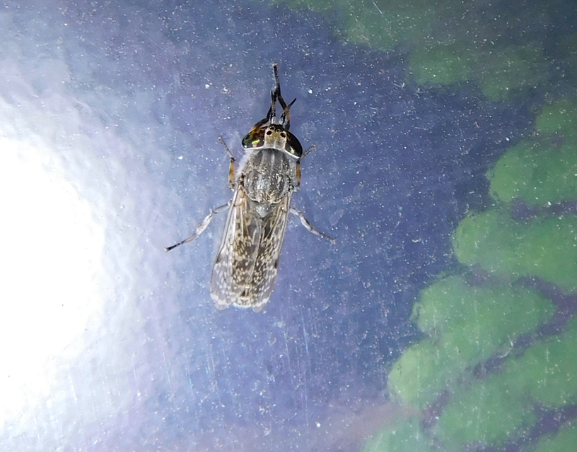 Haematopota