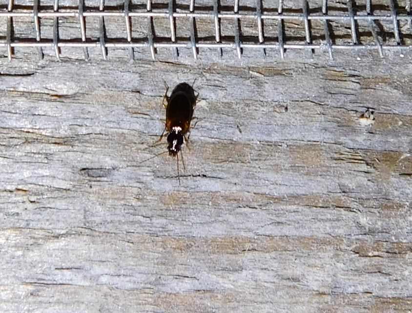 Trechus quadristriatus - közönséges fürgefutonc