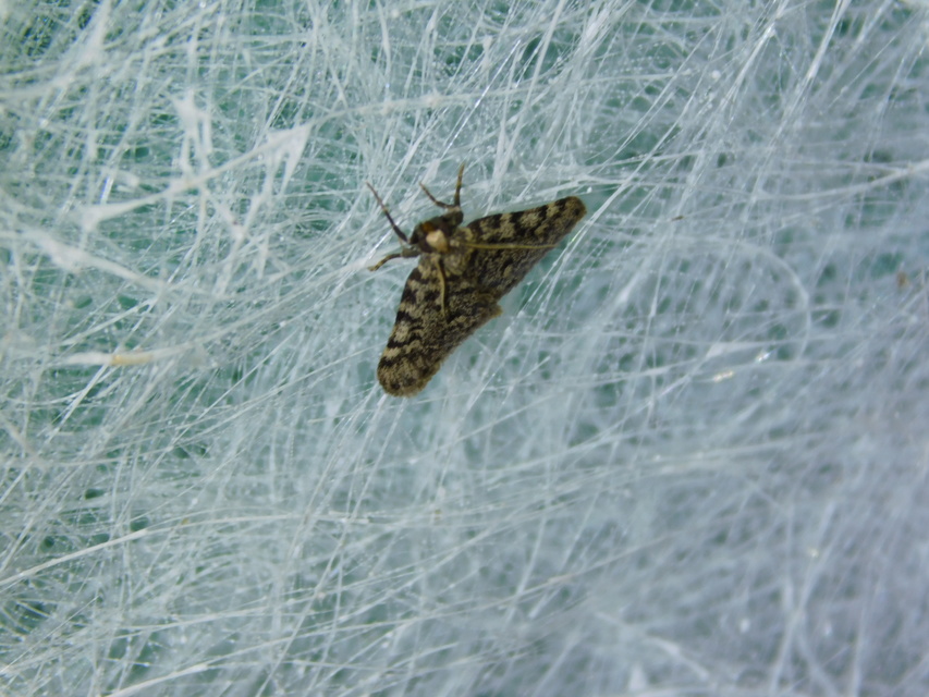 Aglossa pinguinalis - zsiradékmoly