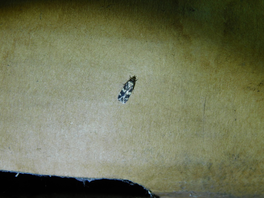 Oegoconia