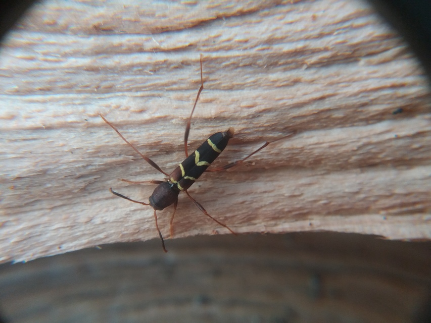 Neoclytus acuminatus - amerikai darázscincér