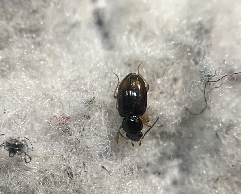 Tachyura haemorrhoidalis - vörösvégű martfutó