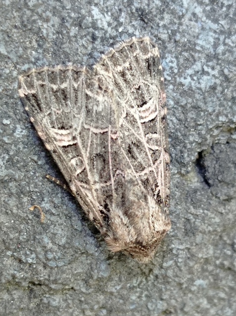 Heliophobus reticulata - fehéreres kertibagoly