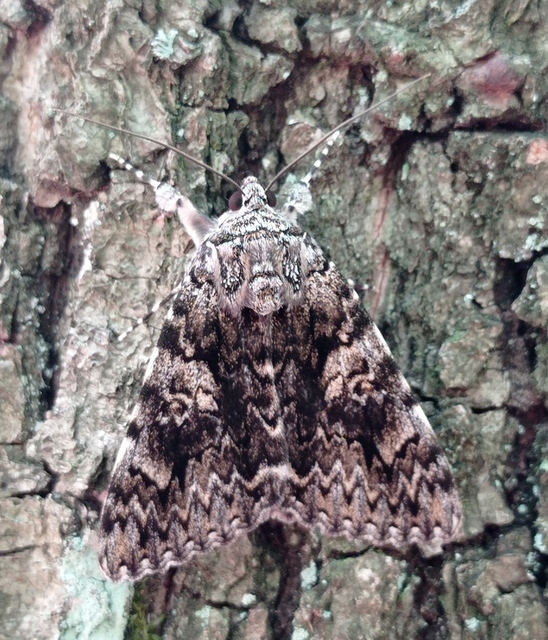 Catocala promissa - kis tölgyfa-övesbagoly
