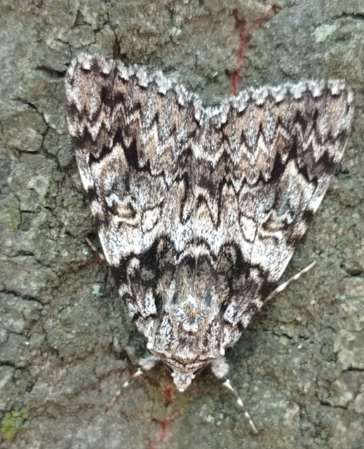 Catocala promissa - kis tölgyfa-övesbagoly