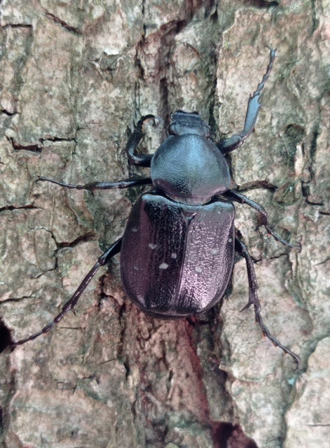 Gnorimus variabilis - nyolcpettyes virágbogár