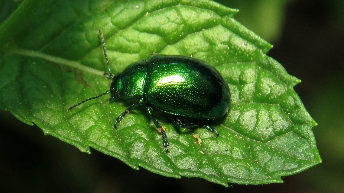 Chrysolina herbacea - zöld mentalevelész