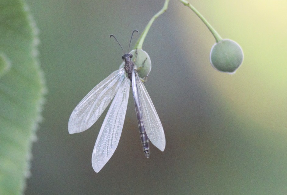 Distoleon tetragrammicus - négyfoltos hangyaleső