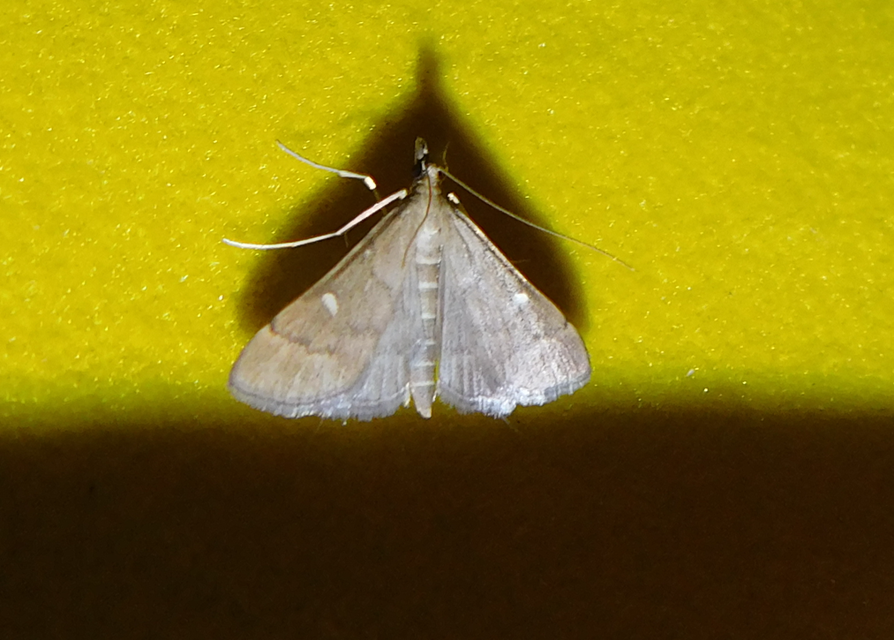 Dolicharthria punctalis - hosszúlábú tűzmoly