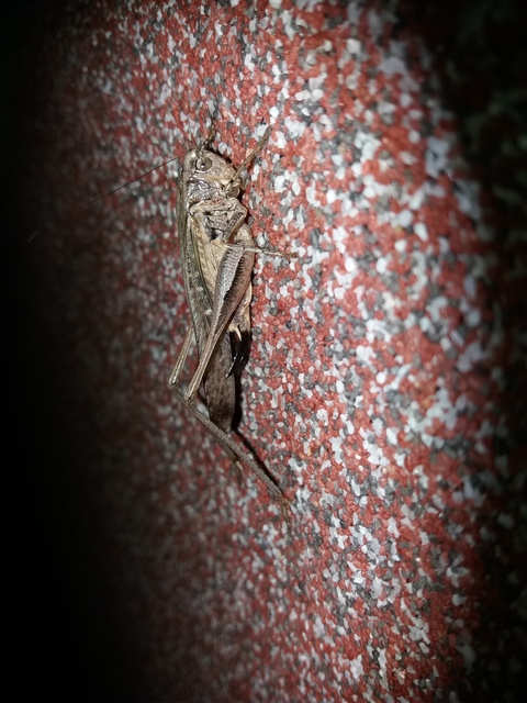 Platycleis grisea - szürke rétiszöcske