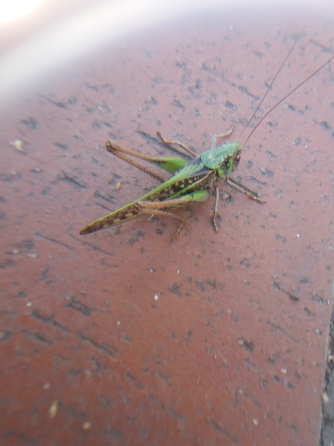 Decticus verrucivorus - szemölcsevő szöcske