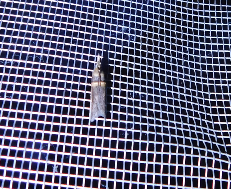 Etiella zinckenella - akácmoly
