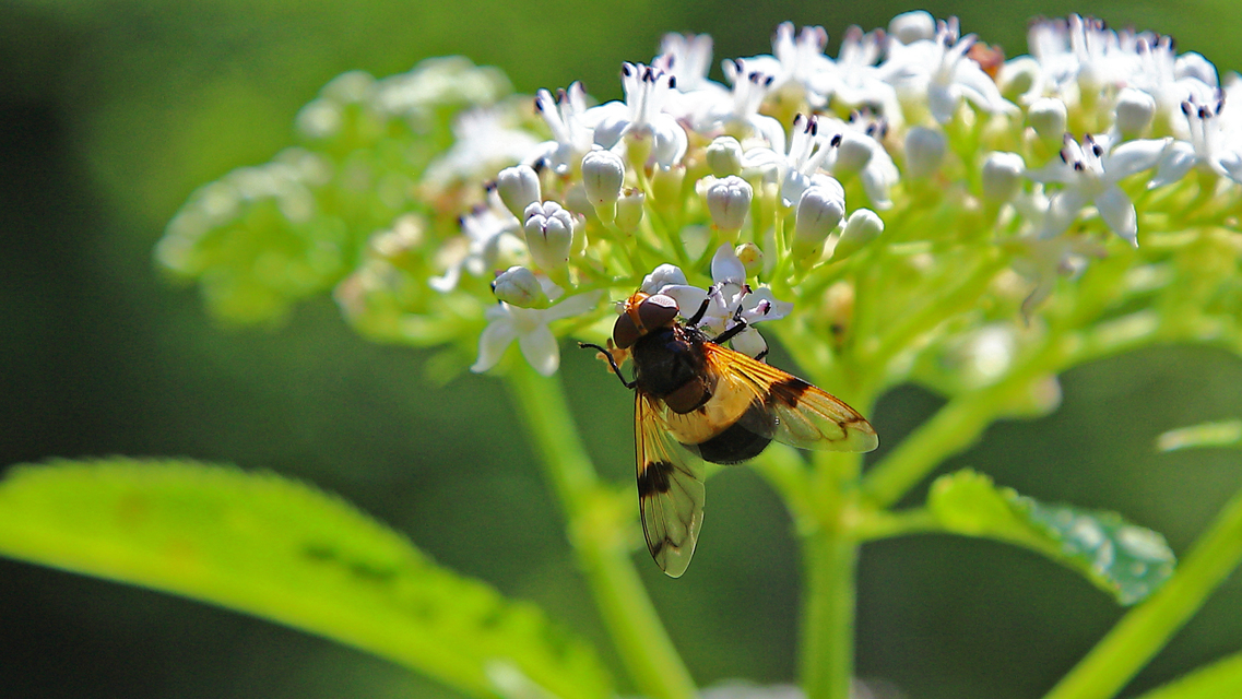 Volucella pellucens - üvegpotrohú pihelégy