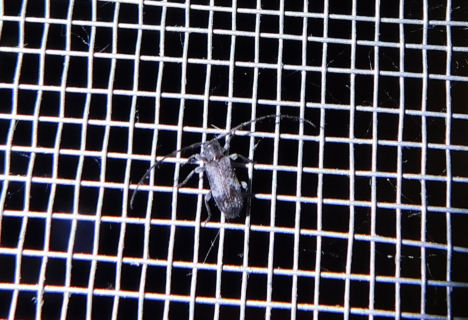 Exocentrus adspersus - tölgyfa-rőzsecincér